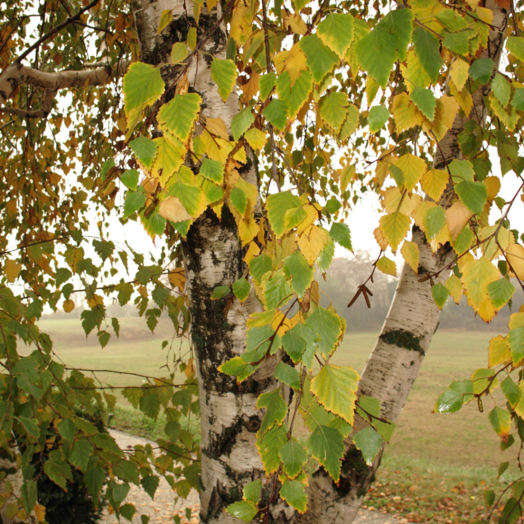 Betula pendula Hängebirke Zweige mit Stamm