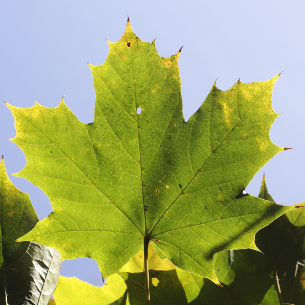 Acer platanoides Blatt im Sommer