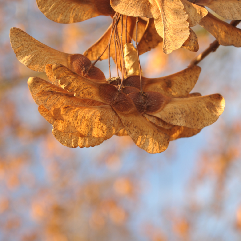 Acer platanoides Früchte