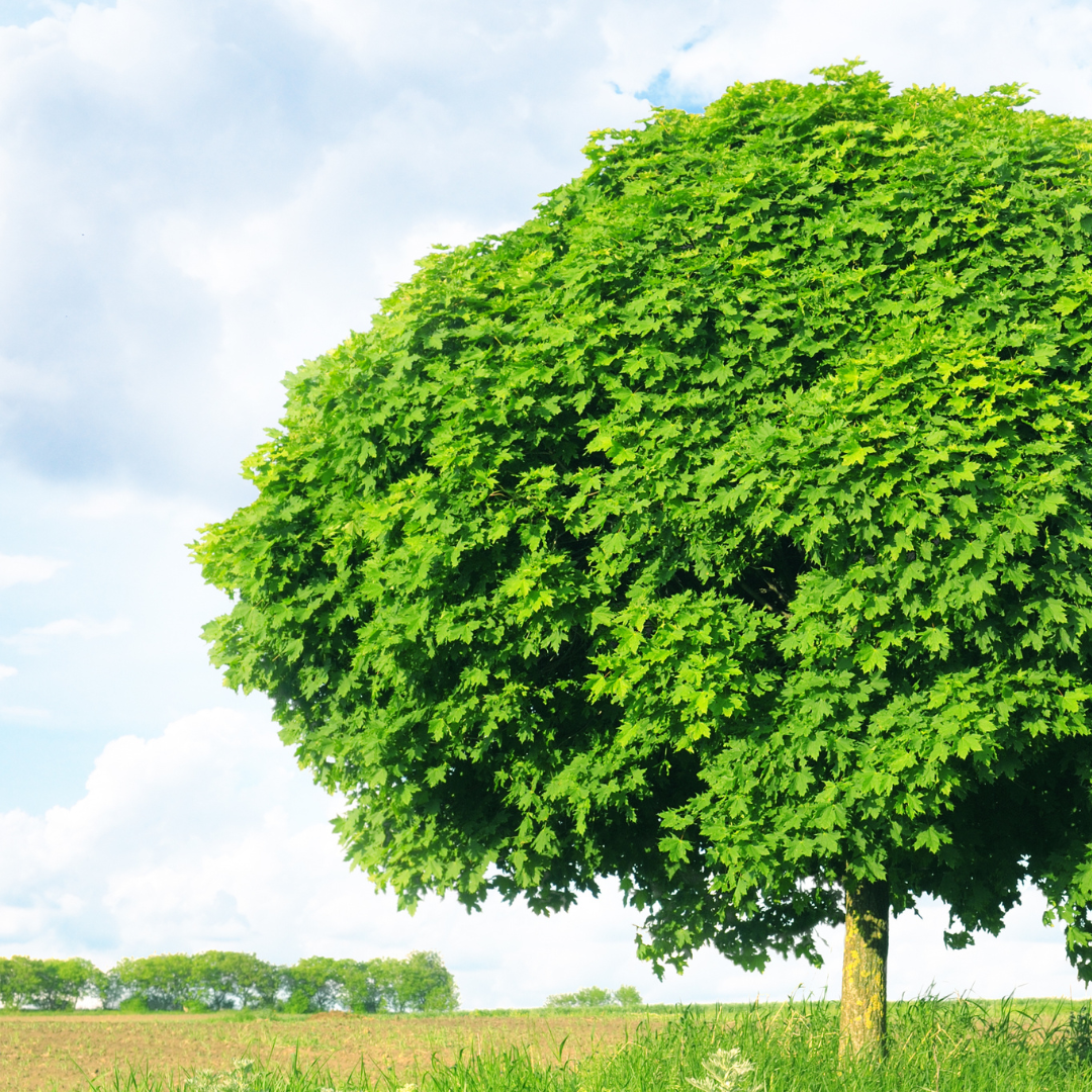 Acer platanoides ganzer Baum