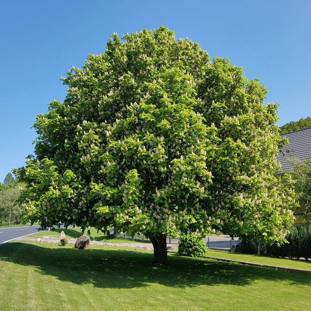 Aesculus hippocastanum Baum in voller Blüte