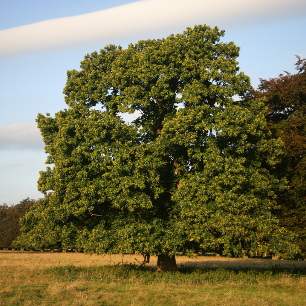 Castanea sativa großer Baum