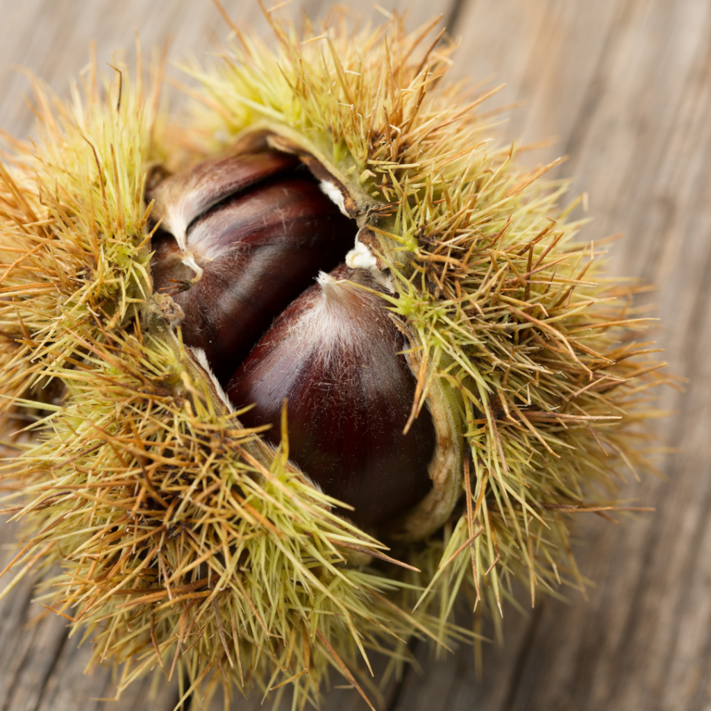 Castanea sativa offene Frucht mit 3 Esskastanien