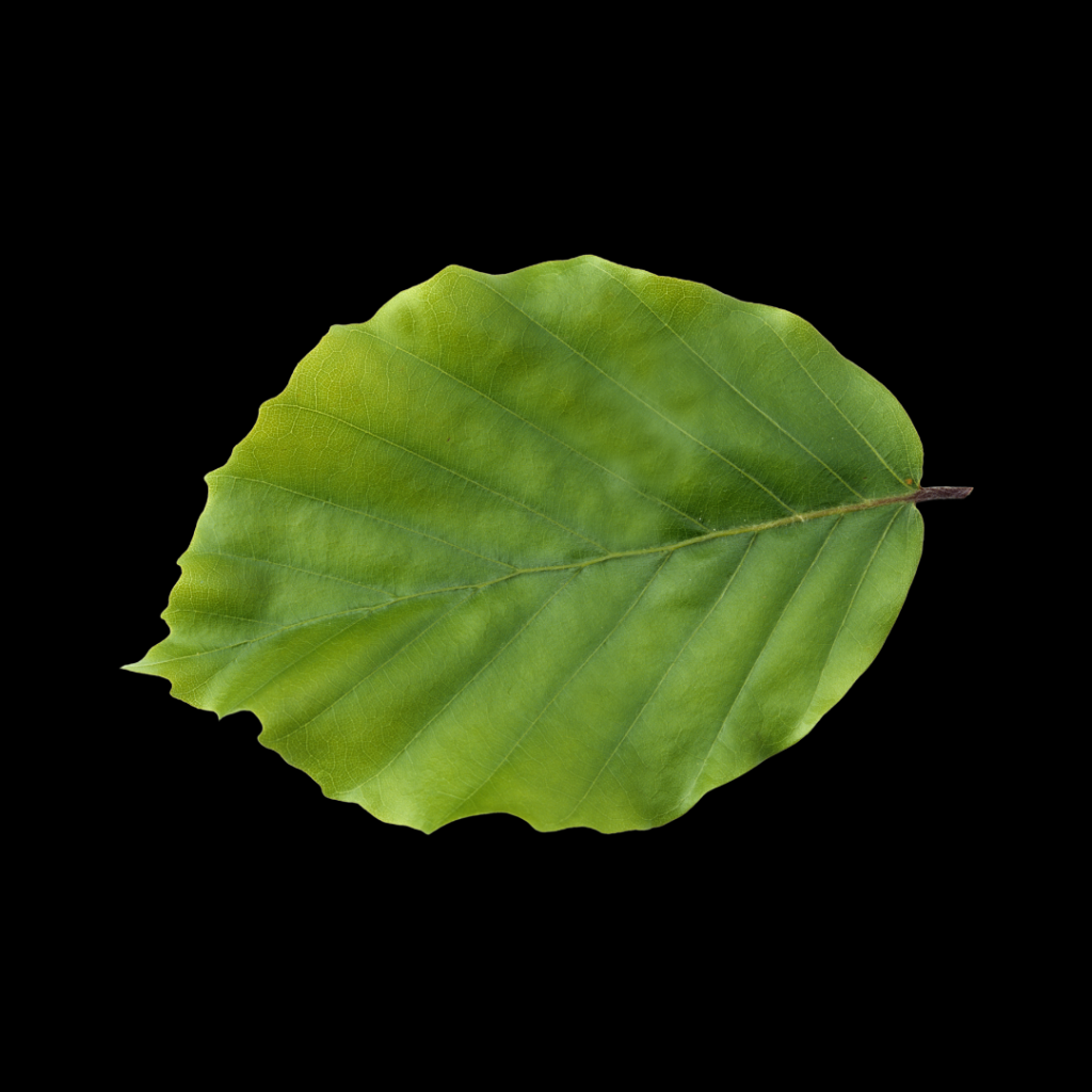 Fagus sylvatica Blatt