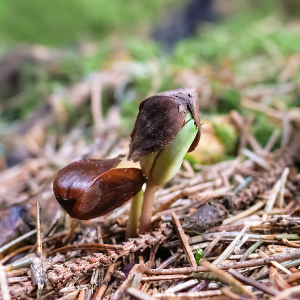 Fagus sylvatica Austrieb der jungen Buche aus dem Samen