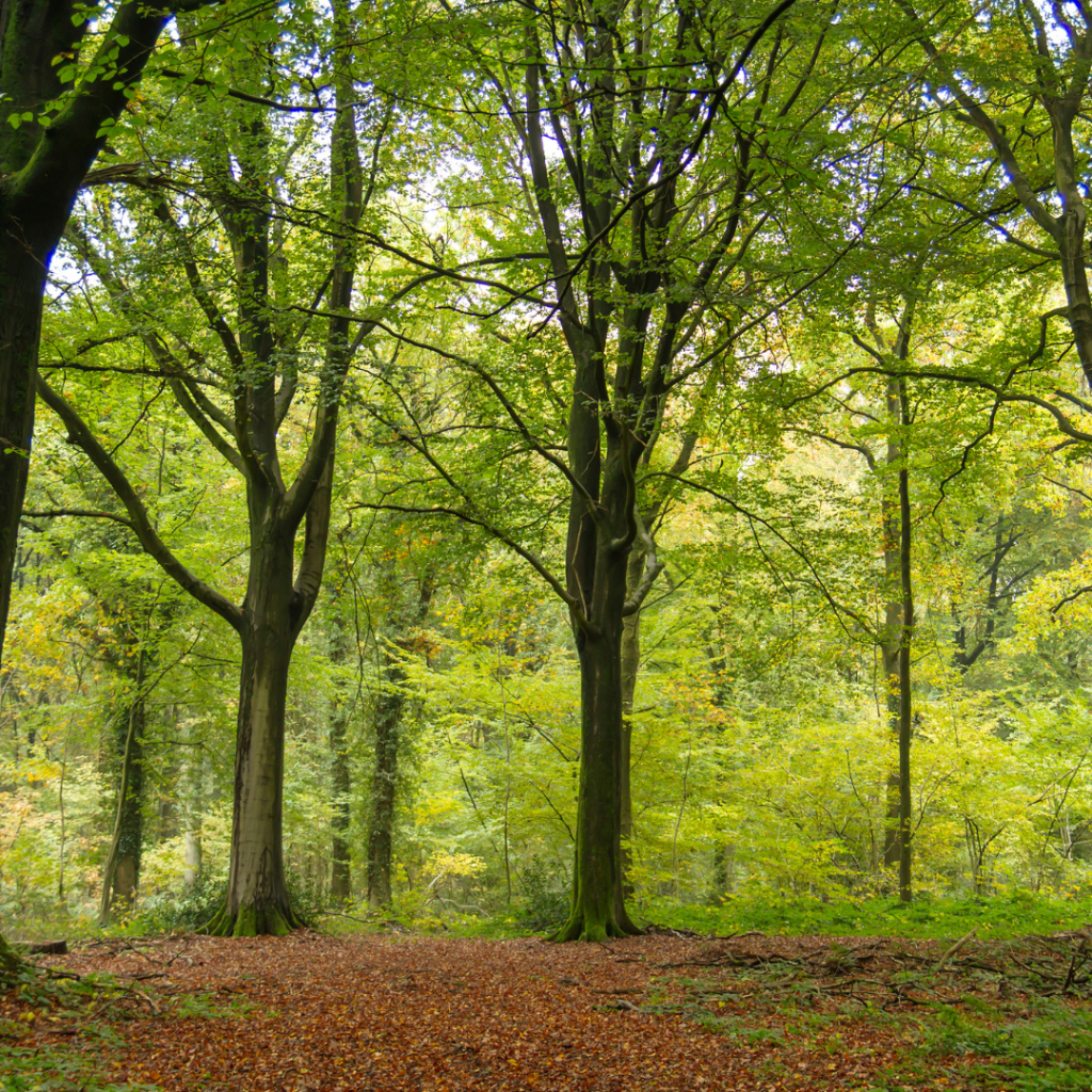 Fagus sylvatica Buchenwald