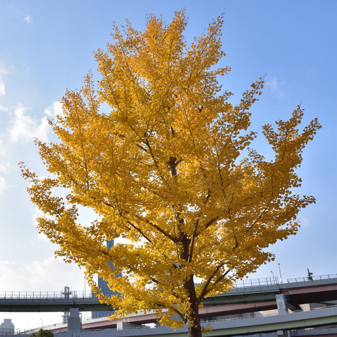 Ginkgo biloba Baum in herbstlichem gelb