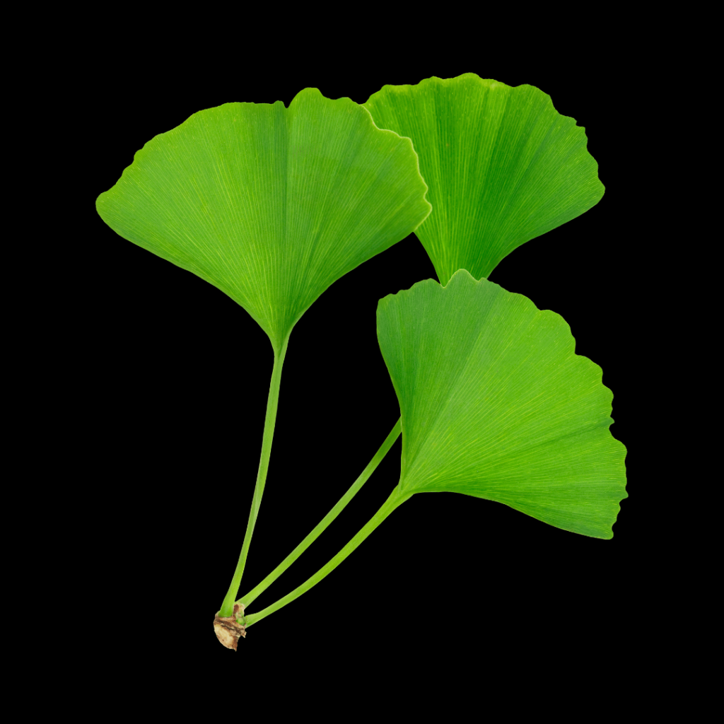 Ginko biloba Blätter