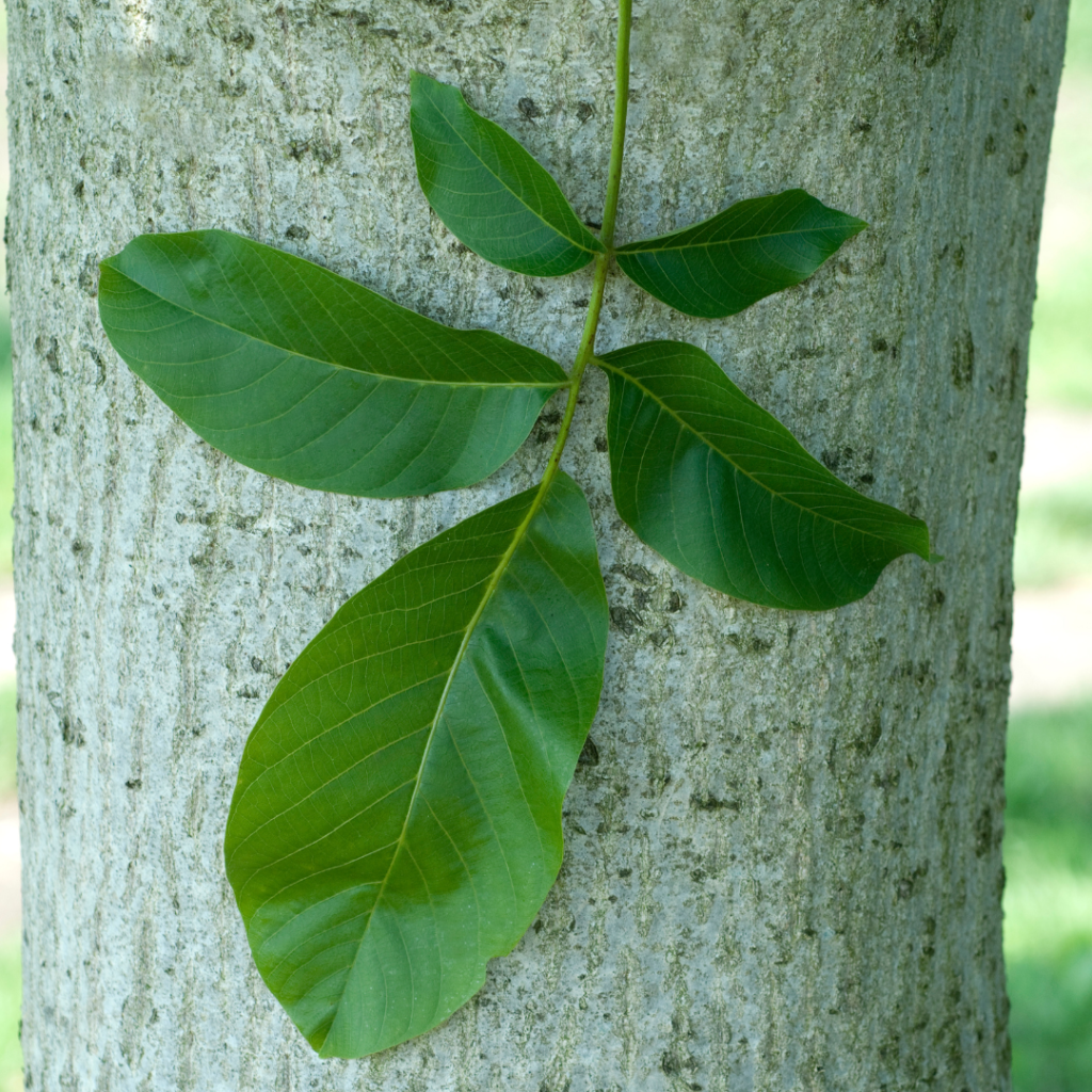 Juglans regia Blatt