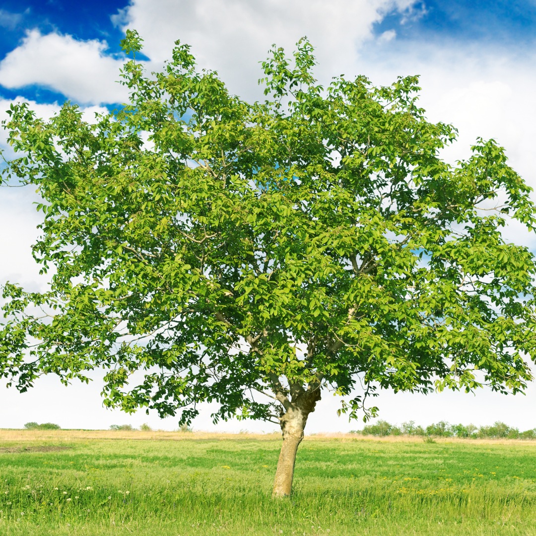 Juglans regia Walnussbaum ganz