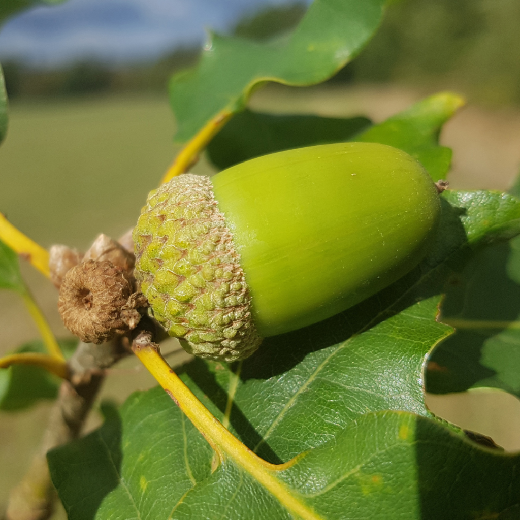 Quercus petraea​ Eichel