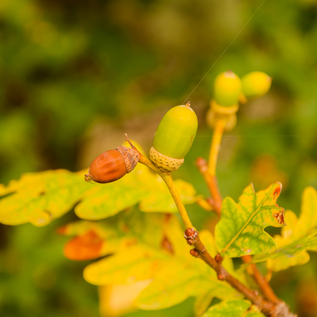 Quercus petraea​ Zweig mit Eicheln