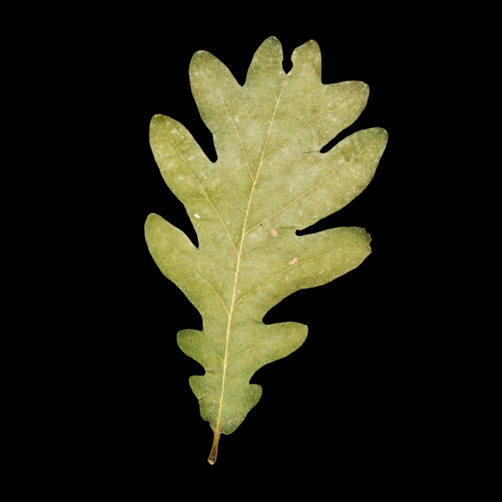 Quercus robur Blatt​