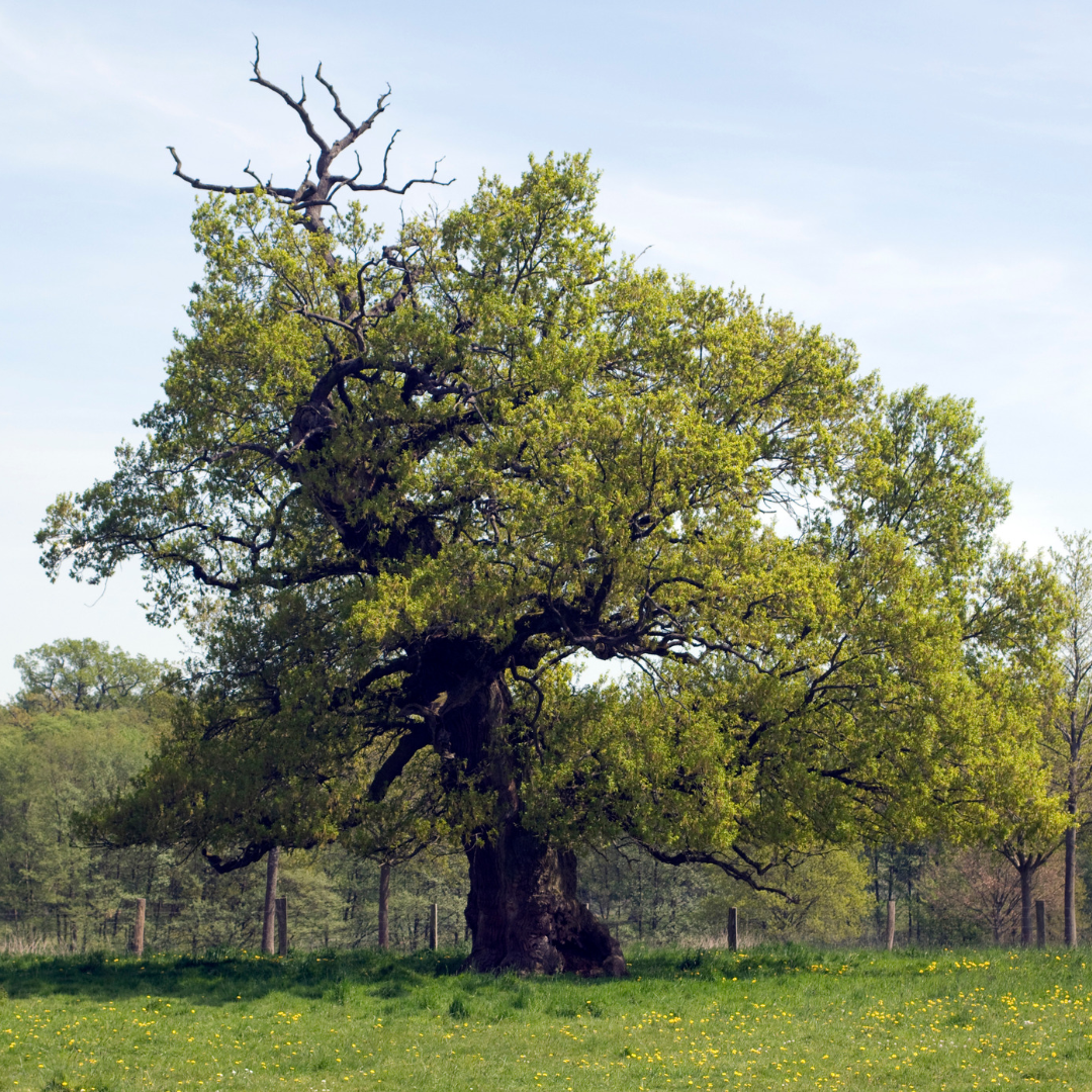 Quercus robur​ Baum