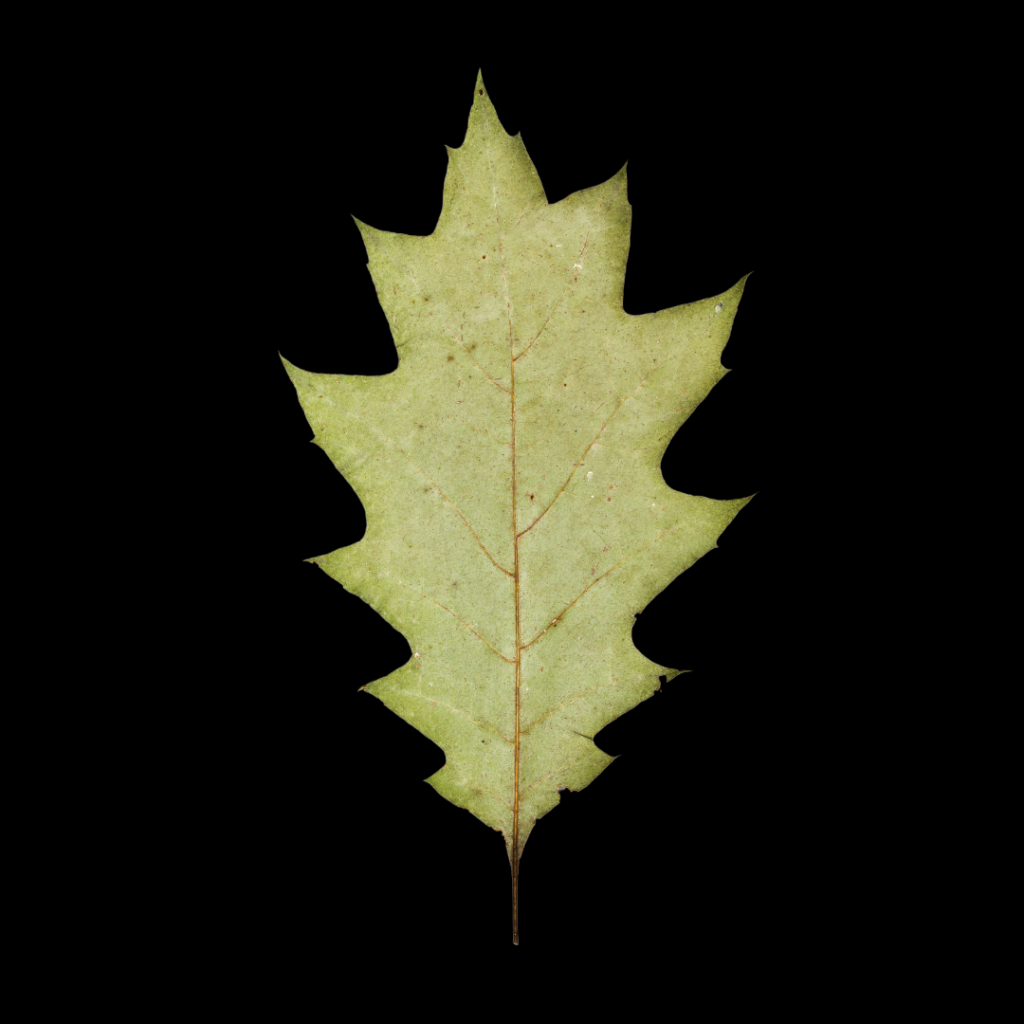 Quercus rubra Blatt