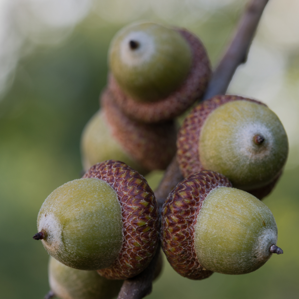 Quercus rubra Eicheln