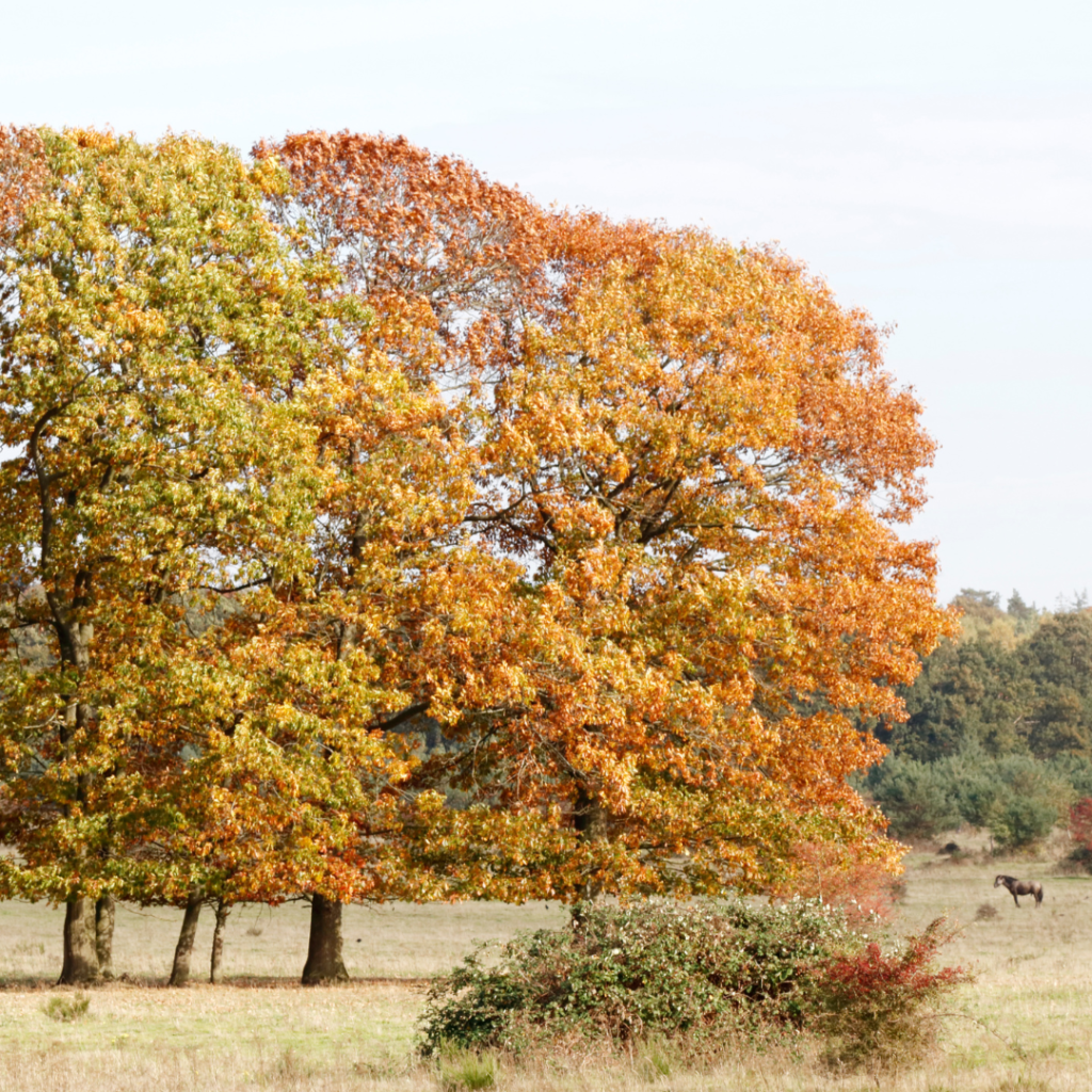 Quercus rubra Waldrand