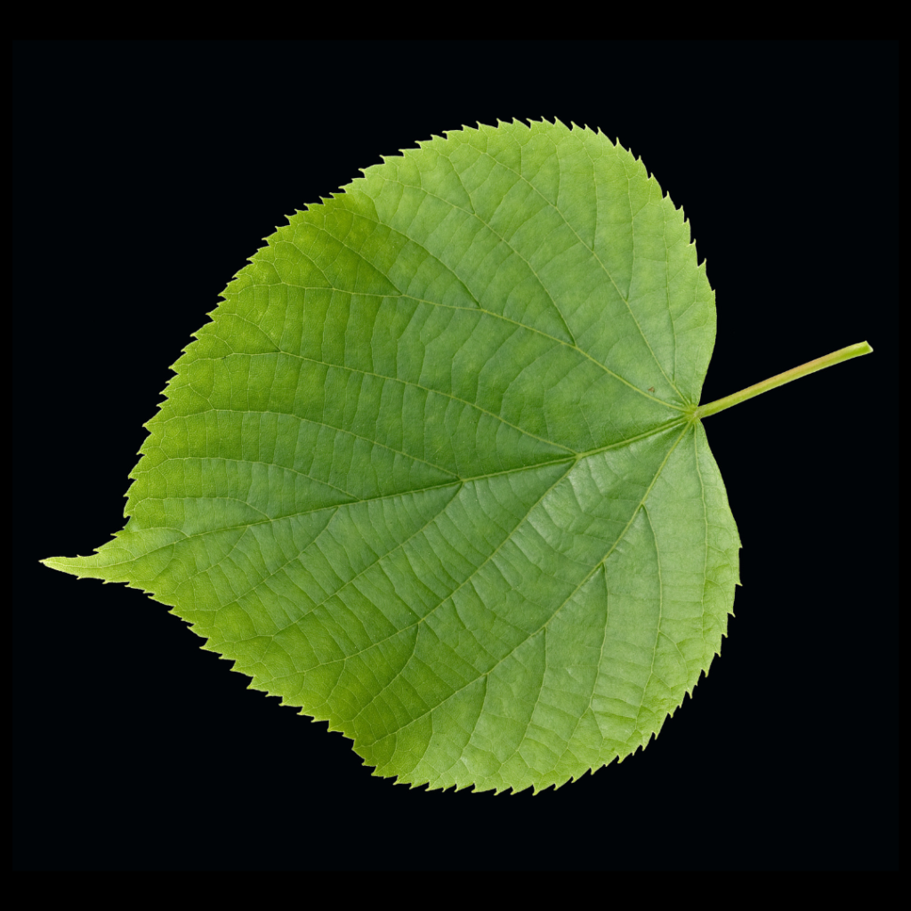 Tilia cordata Winterlinde Blatt