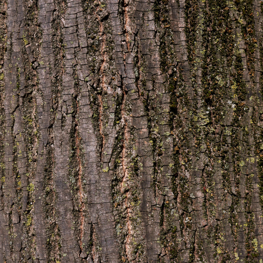 Tilia cordata Winterlinde Rinde