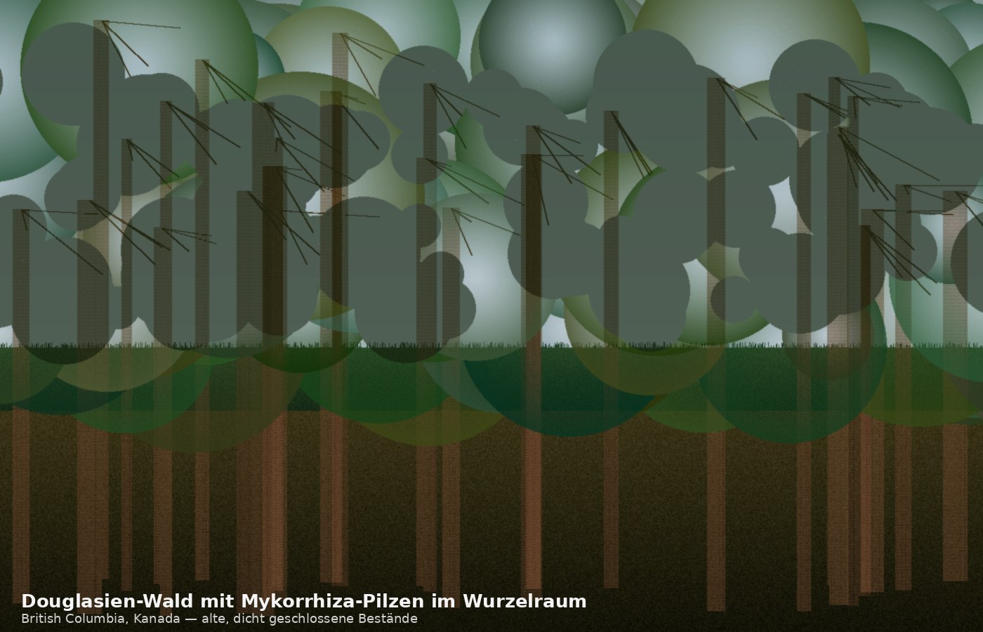 Wenn der Boden trocknet, leidet auch der Pilz: Was die Dougl