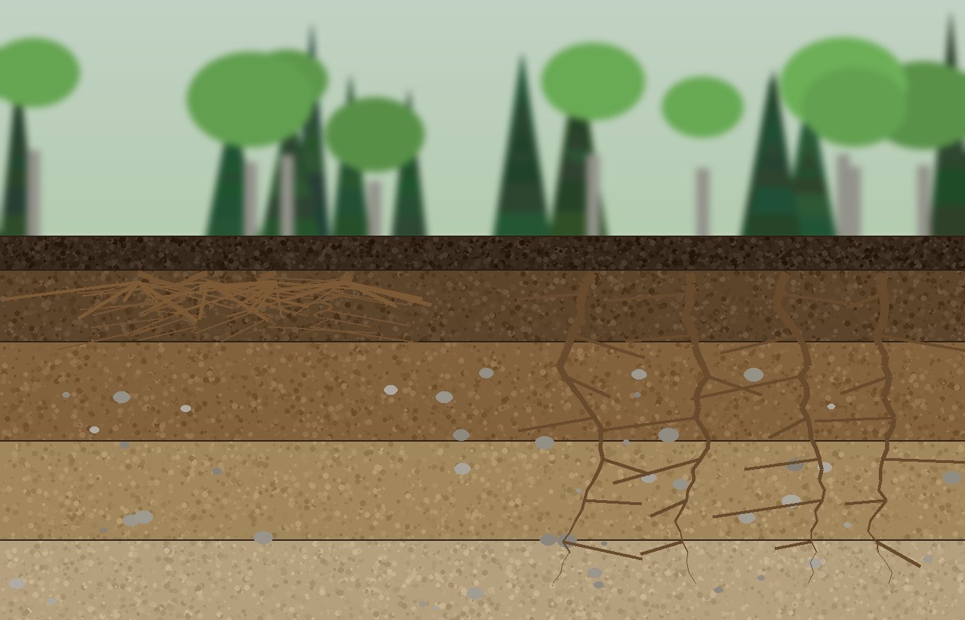 Aus welcher Tiefe Bäume ihr Wasser holen: Buche verdrängt Fichte ins flache Bodenwasser